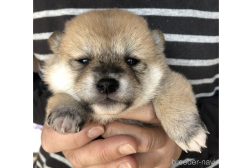 成約済の福島県の柴犬-180136の3枚目